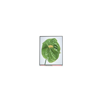 C050SWYM-0 5,0 pollici 480*960 schermo LCD Display per telefono