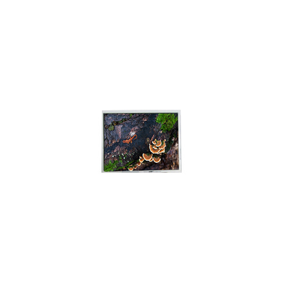 Buon prezzo 5.7 pollici PD057VU8 640*480 schermo LCD 60Hz per industria in linea