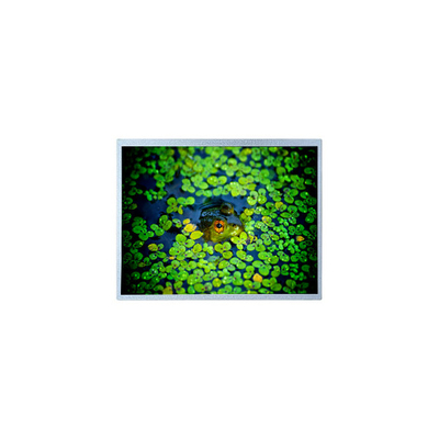 Buon prezzo PD121XL4 12,1 pollici 1024*768 600:1 Display LCD in linea