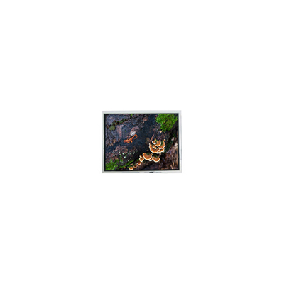 Buon prezzo nuovo modulo di schermo LCD WLED da 3.0 pollici 30WQF0H 240*400 5S1P in linea