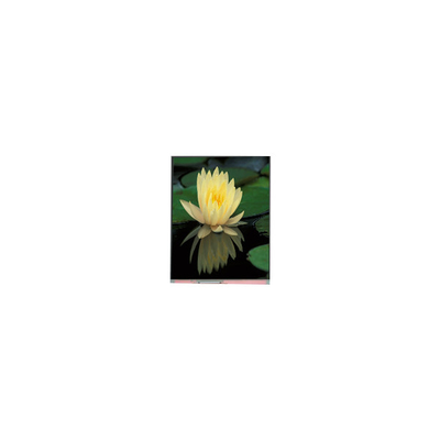 Buon prezzo 1080*1920 PP060IC-01D 6.0 pollici 1000:1 Pannello LCD in linea